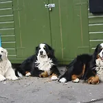 Otel Westhill Country Saint Helier Jersey